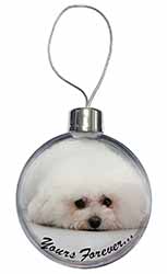 Bichon Frise Dog 