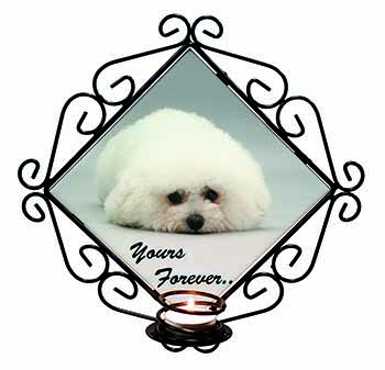 Bichon Frise Dog 