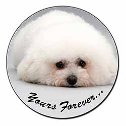 Bichon Frise Dog 