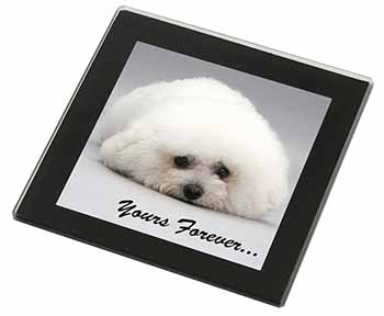 Bichon Frise Dog 