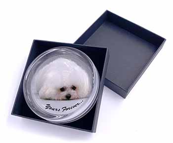 Bichon Frise Dog 