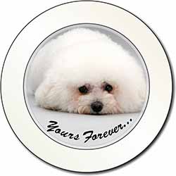 Bichon Frise Dog 