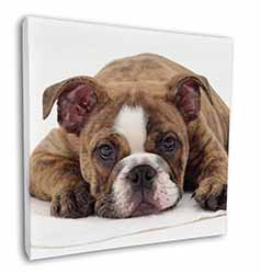 Bulldog Square Canvas 12"x12" Wall Art Picture Print