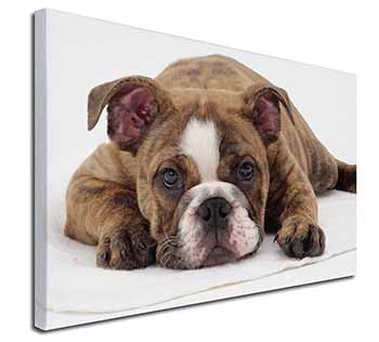 Bulldog Canvas X-Large 30"x20" Wall Art Print