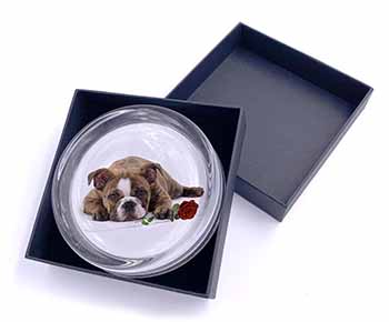 Bulldog with Red Rose Glass Paperweight in Gift Box