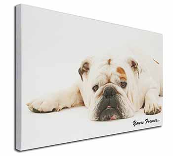 White Bulldog 