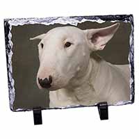 Bull Terrier Dog, Stunning Photo Slate