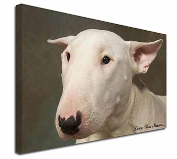 White Bull Terrier 