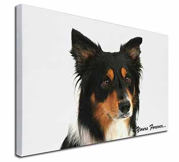 Tri-colour Border Collie Dog "Yours Forever..." Canvas X-Large 30"x20" Wall Art 