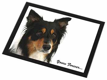 Tri-colour Border Collie Dog "Yours Forever..." Black Rim High Quality Glass Pla