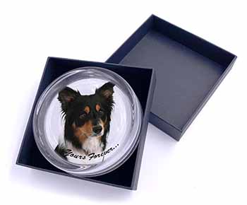 Tri-colour Border Collie Dog "Yours Forever..." Glass Paperweight in Gift Box