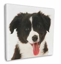 Border Collie Puppy Square Canvas 12"x12" Wall Art Picture Print