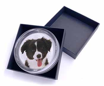 Border Collie Puppy Glass Paperweight in Gift Box