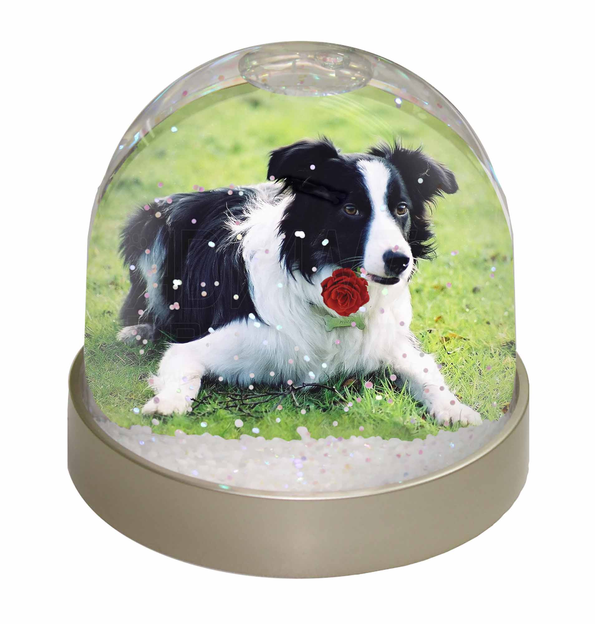 Border Collie Dog with Red Rose Photo Snow Globe Waterball Stocking