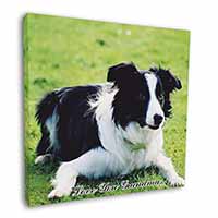 Border Collie Dog 