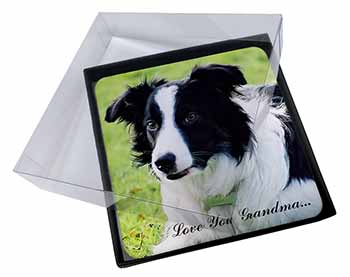 4x Border Collie Dog 