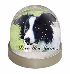 Border Collie Dog 