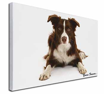 Liver and White Border Collie "Yours Forever..." Canvas X-Large 30"x20" Wall Art