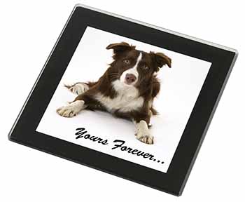 Liver and White Border Collie "Yours Forever..." Black Rim High Quality Glass Co