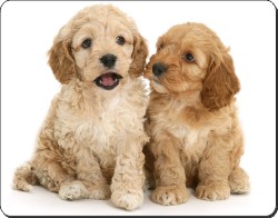 Dog Breeds | Cockerpoodles | Buy High Quality Animal Printed Gifts and ...