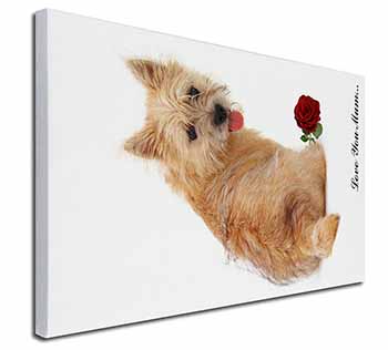 Cairn Terrier+Rose 