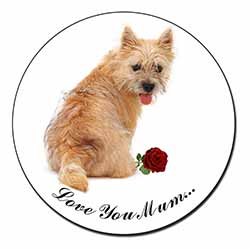 Cairn Terrier+Rose 