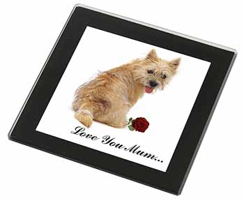 Cairn Terrier+Rose 