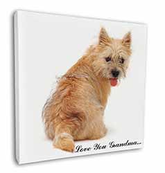 Cairn Terrier 