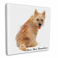 Cairn Terrier 