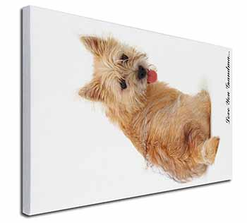 Cairn Terrier 