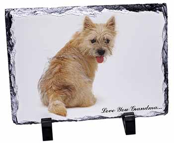 Cairn Terrier 