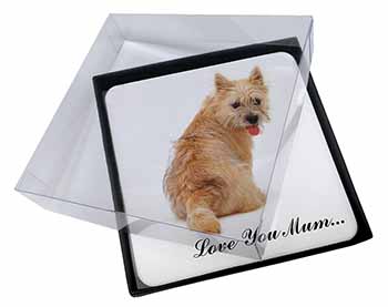 4x Cairn Terrier Dog 