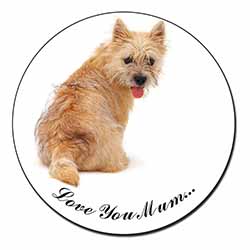 Cairn Terrier Dog 