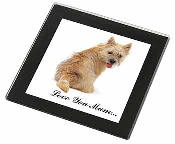 Cairn Terrier Dog 