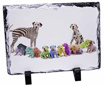 Colourful Dalmatian Dogs, Stunning Photo Slate