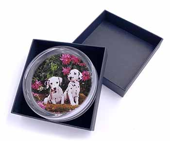 Dalmatian Glass Paperweight in Gift Box