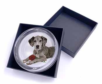 Great Dane with Red Rose Glass Paperweight in Gift Box