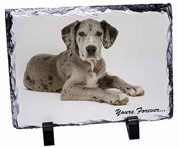 Great Dane Dog 