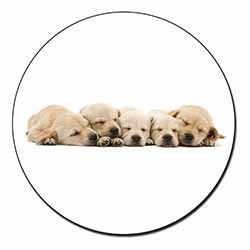 Five Golden Retriever Puppy Dogs Fridge Magnet Printed Full Colour