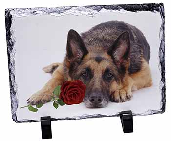 German Shepherd with Red Rose, Stunning Photo Slate