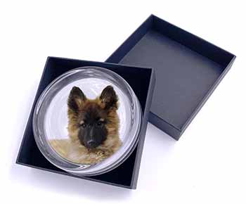 Belgian Shepherd Dog Glass Paperweight in Gift Box