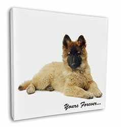 Belgian Tervuren Puppy Dog 