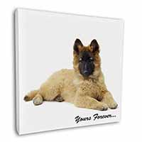 Belgian Tervuren Puppy Dog 