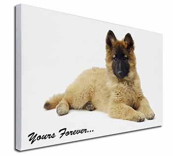 Belgian Tervuren Puppy Dog 