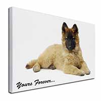 Belgian Tervuren Puppy Dog 