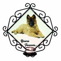 Belgian Tervuren Puppy Dog 