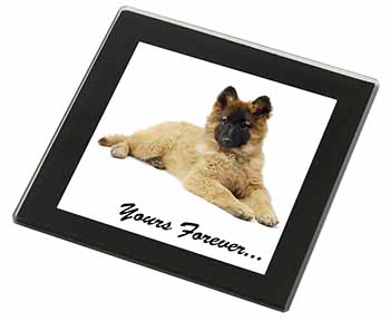 Belgian Tervuren Puppy Dog 