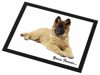 Belgian Tervuren Puppy Dog 