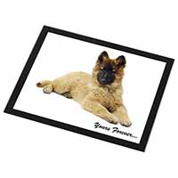 Belgian Tervuren Puppy Dog 