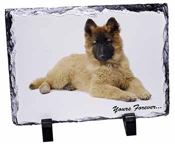 Belgian Tervuren Puppy Dog 